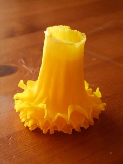 20100416_0002-01f Golden yellow daffodil trumpets stacked inside each other