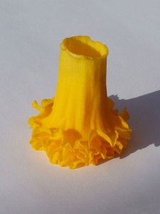 20100416_0008-01f Golden yellow daffodil trumpets stacked inside each other, upside down, isolated on a grey-white background