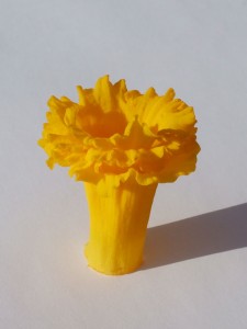 20100416_0010-01f Golden yellow daffodil trumpets stacked inside each other, facing upward, isolated on a grey-white background