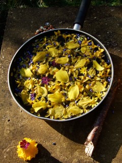 20100416_0019-1f Frying pan filled with yellow and purple petals